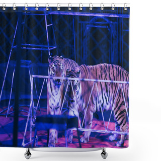 Personality  KYIV, UKRAINE - NOVEMBER 1, 2019: Tigers With Equipment At Circus Stage Shower Curtains