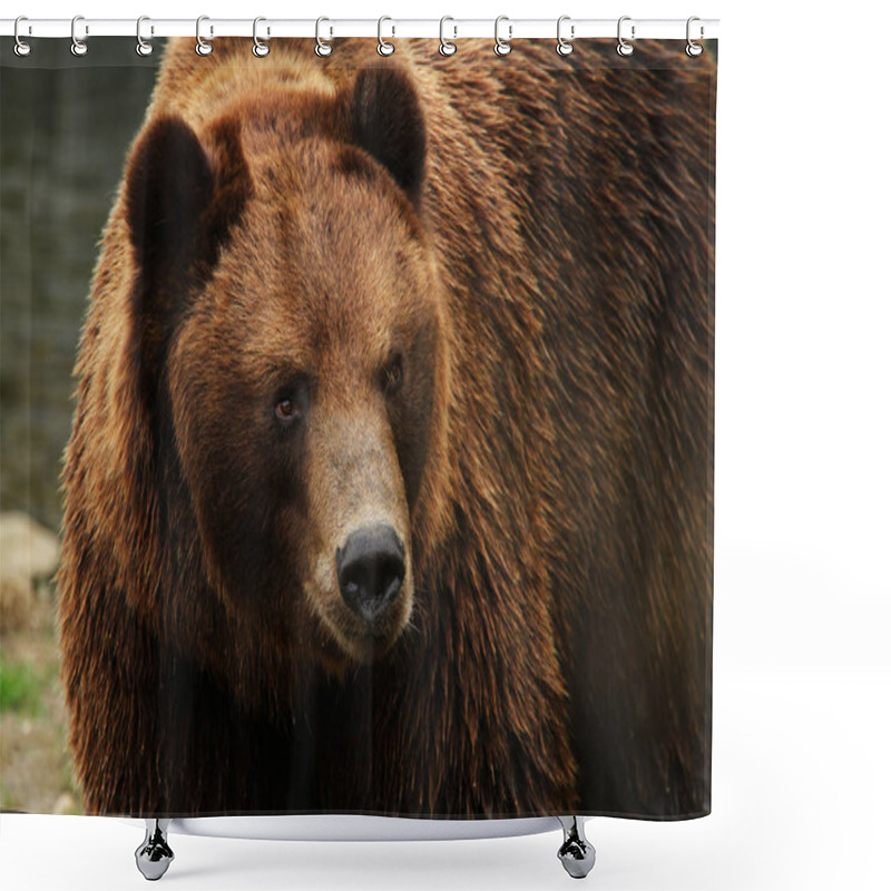 Personality  Closeup of animal at zoo shower curtains