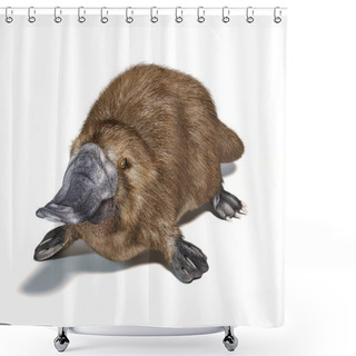 Personality  Semi-aquatic Mammal, Native In Eastern Australia. On White Background With Drop Shadow. Shower Curtains