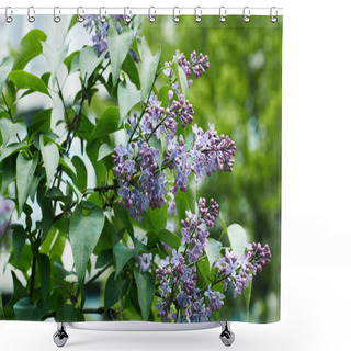 Personality  Close-up Shot Of Aromatic Lilac Flowers On Tree Outdoors Shower Curtains