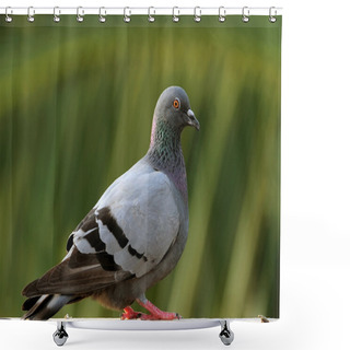 Personality  Pigeon Shower Curtains