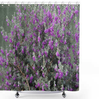 Personality  Silver Rain Flower. Silver Rain Flower Originates In Texas, United States Of America, With Pink And Violet Flowers, Scientific Name Leucofilo, Or Texas Salvia, In Selective Focus On Zoom Shower Curtains