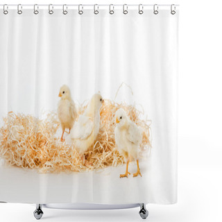 Personality  Three Cute Little Chickens On Nest Isolated On White Shower Curtains