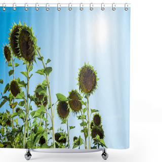Personality  Field With Blooming Sunflowers Against Blue Sky  Shower Curtains