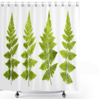 Personality  Seth And Fresh Fern Leaves Isolated On White Background Shower Curtains