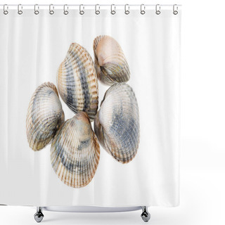 Personality  Fresh Cockles Isolated On White Background. Cerastoderma Edulis. Bivalve Mollusc Shower Curtains