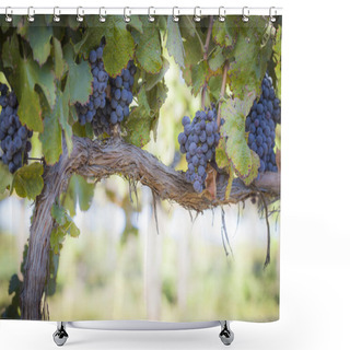 Personality  Lush, Ripe Wine Grapes On The Vine Shower Curtains