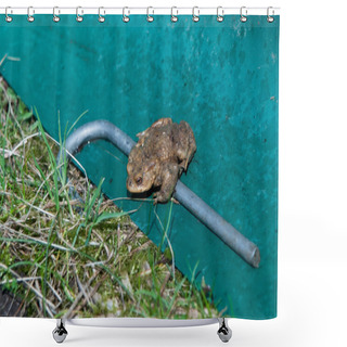 Personality  Single Male Toad Sitting Behind Amphibean Fence Shower Curtains