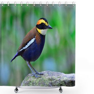Personality  Rare And Most Attraction Bird Of Thailand Which Invite Tourist Come Over Viewing Its Fascinated Feathers And Actions, Banded Pitta Shower Curtains