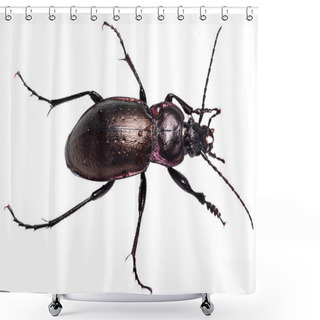 Personality  Dung Beetle Violet Black Isolated White Background Shower Curtains