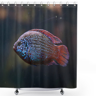 Personality  African Jewelfish (Hemichromis Letourneuxi) Shower Curtains
