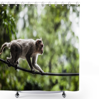 Personality  Sacred Monkey Forest In Ubud Bali Indonesia. Shower Curtains