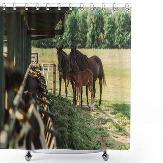 Personality  Selective Focus Of Horses With Colt Near Cowshed And Hay On Farm Shower Curtains