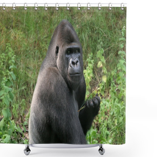 Personality  Silverback Gorilla Shower Curtains