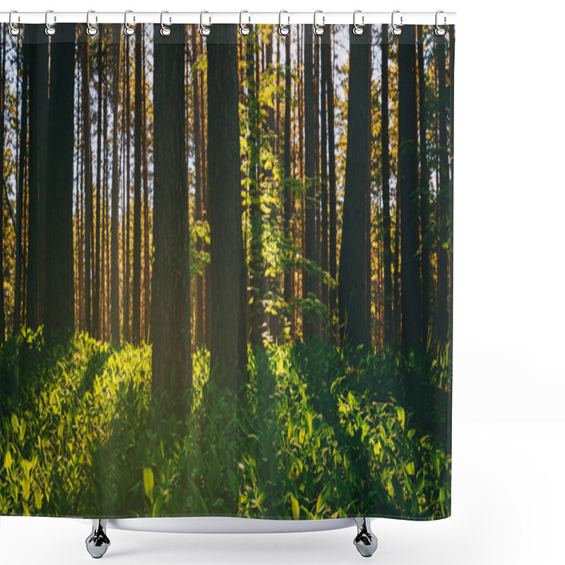 Personality  Sunset Or Dawn In A Pine Forest In Spring Or Early Summer. The Sun Illuminating The Young Spring Foliage Of Shrubs. Aesthetics Of Vintage Film. Shower Curtains