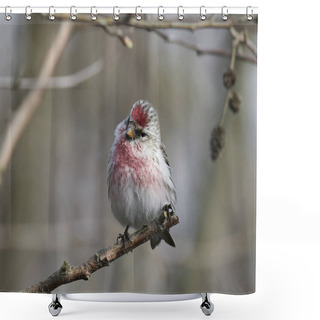 Personality  Common Redpoll (Acanthis Flammea) Shower Curtains