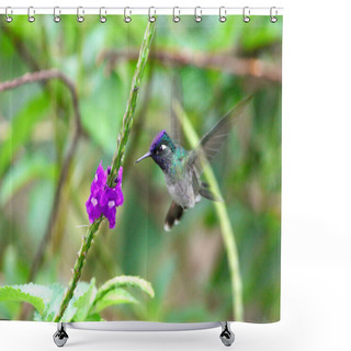 Personality  Emerald Colibri Flying Near Flowers Shower Curtains