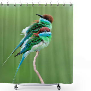 Personality  Pair Of Flue-throated Fee-eater (merops Viridis) Together Perching On Thin Branch Making Puffy Feathers During Breeding Season In Thailand Shower Curtains