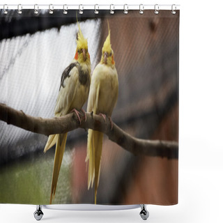 Personality  Small Parakeets On Branch Shower Curtains