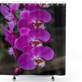 Personality  Close Up View Of Pink Orchid Flowers With Big Petals Shower Curtains