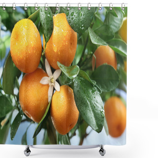 Personality  Ripe Tangerines On A Tree Branch. Blue Sky On The Background. Shower Curtains