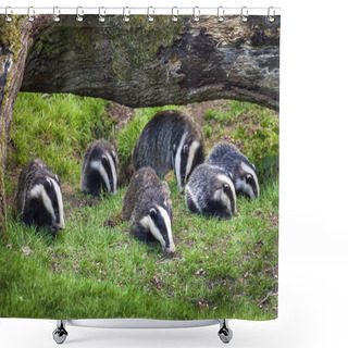 Personality  Badger Sow And Cubs Family Feeding In A Woodland Forest Shower Curtains