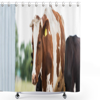 Personality  Horizontal Concept Of Brown And White Cow With Tag In Ear On Dairy Farm Shower Curtains