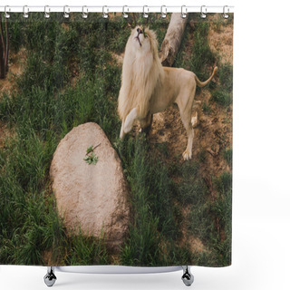 Personality  High Angle View Of Lion With Head Up Standing On Grass At Zoo Shower Curtains
