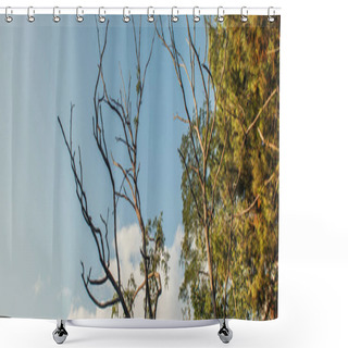 Personality  Low Angle View Of Dry Branches Of Tree With Sky At Background, Banner  Shower Curtains
