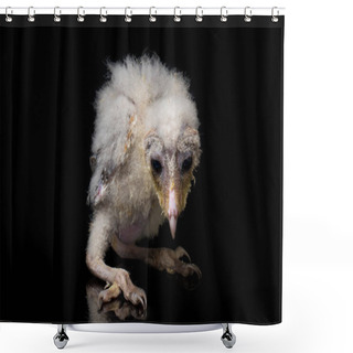 Personality  A Chick Of Barn Owl Tyto Alba Isolated On Black Background Shower Curtains