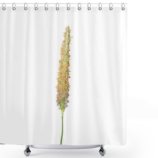 Personality  Meadow Foxtail (Alopecurus Pratensis) Shower Curtains