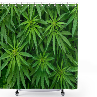 Personality  Marijuana Shower Curtains