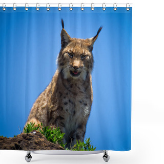 Personality  Lynx Shower Curtains