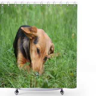 Personality  Cute Small Brown Dog Resting In The Grass Shower Curtains