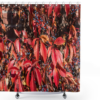 Personality  Colorful Virginia Creeper In Red Fall Colors Shower Curtains