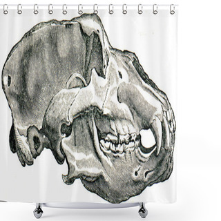 Personality  Skull Cave Bear - Ursus Spelaeus Shower Curtains
