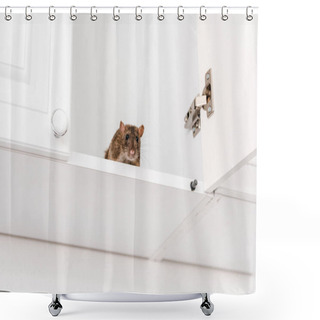Personality  Low Angle View Of Small Rat In White Kitchen Cabinet Shower Curtains