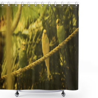Personality  Wild Parrots Sitting On Rope With Blurred Foreground  Shower Curtains