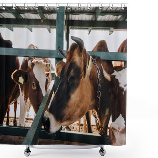 Personality  Close Up View Of Domestic Beautiful Cows Standing In Stall At Farm Shower Curtains