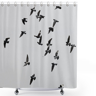 Personality  Flying Pigeons Shower Curtains