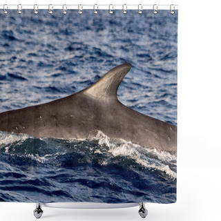 Personality  Fin Whale Endangered Specie Rare To See Shower Curtains