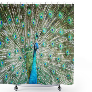 Personality  Peacock Showing Its Beautiful Feathers Shower Curtains