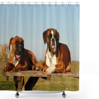 Personality  Family Boxer Shower Curtains