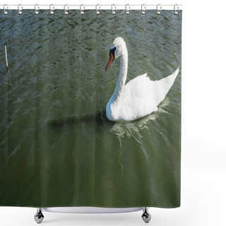Personality  White And Wild Swan Swimming In Lake In Summertime  Shower Curtains