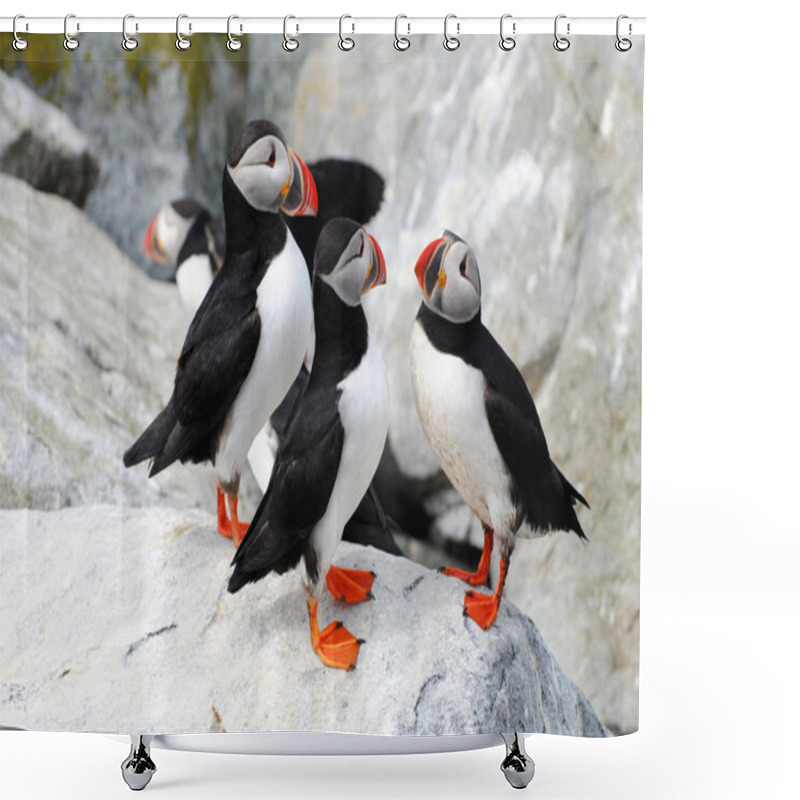 Personality  Puffin Cluster Shower Curtains