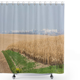 Personality  Horizontal Image Of Golden Rye Field Near Green Grass Against Blue Sky  Shower Curtains