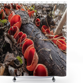 Personality  Cup-shaped Fungus Scarlet Elfcup (Sarcoscypha Austriaca) Fruit Bodies Growing Growing On Fallen Branch Among Leaf Litter In Damp Habitat In Early Spring Shower Curtains