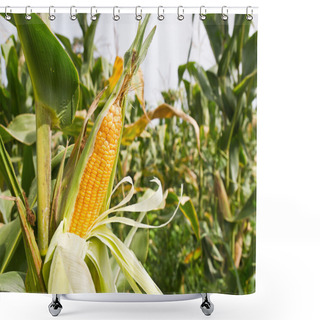 Personality  Corn On The Stalk Shower Curtains
