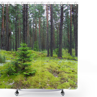 Personality  Young Firs In Pine Forest. Shower Curtains