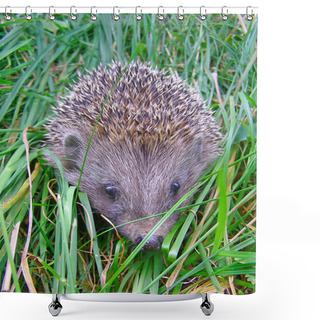 Personality  European Hedgehog Shower Curtains